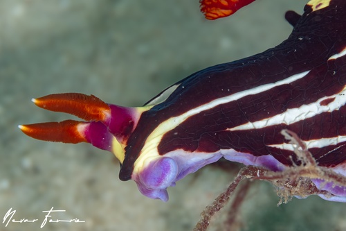 Image of Nembrotha purpureolineata