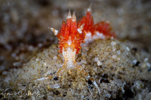 Image of Facelina sp. 4