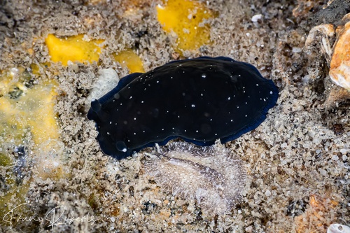 Image of Dendrodoris nigra
