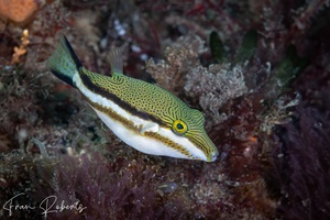 Image of Canthigaster callisterna