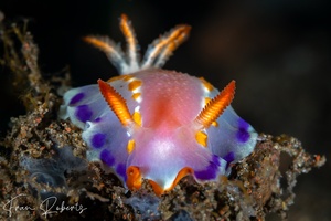 Image of Thorunna florens