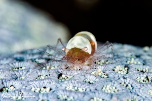 Image of Hamopontonia fungicola
