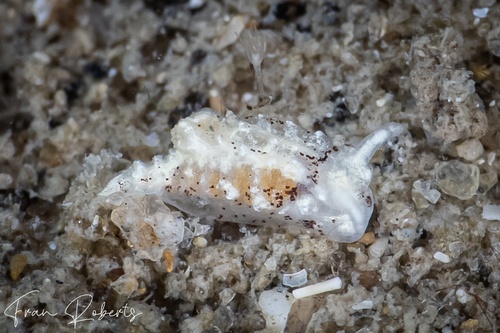 Image of Murphydoris puncticulata