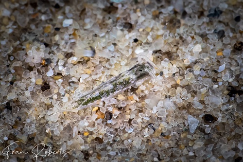 Image of Elysia sp. 29