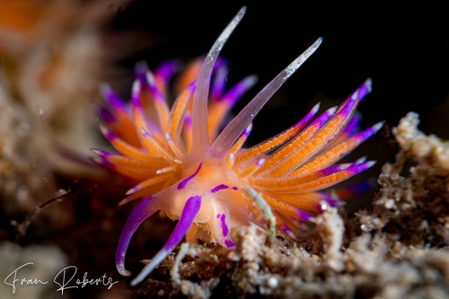 Image of Unidentia aliciae