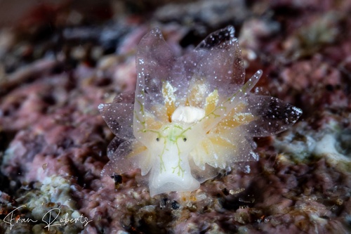 Image of Ercolania sp. 3