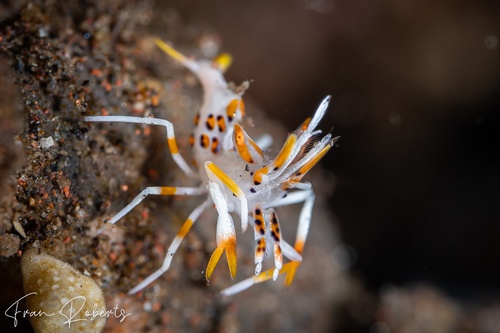 Image of Phyllognathia ceratophthalmus