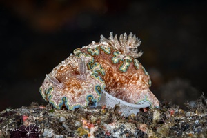 Image of Glossodoris cincta