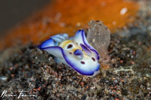 Image of Goniobranchus leopardus