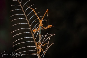 Image of Caprellidae sp