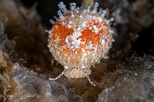 Image of Cypraea sp. 1