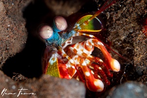 Image of Odontodactylus scyllarus