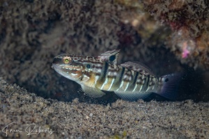 Image of Amblygobius phalaena