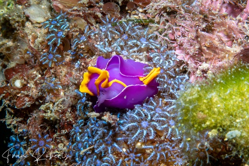 Image of Sagaminopteron ornatum