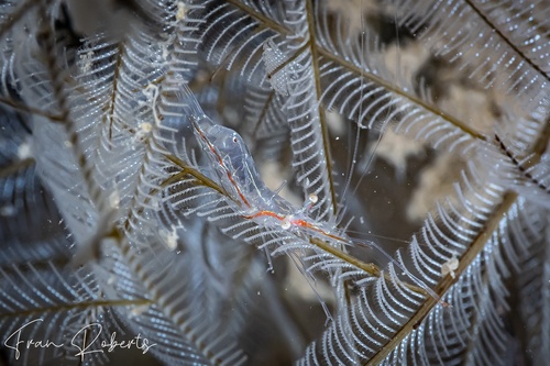 Image of Manipontonia psamathe