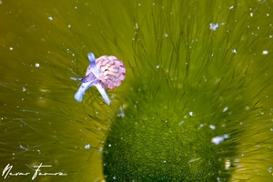 Image of Unidentified Snail sp. 3
