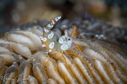 Image of Thor amboinensis