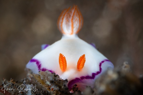 Image of Thorunna daniellae