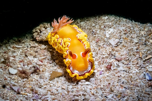 Image of Ardeadoris rubroannulata