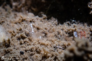 Image of Unidentified Shrimp sp. 2