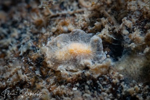 Image of Doriopsilla sp. 1