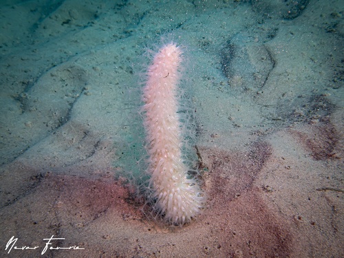 Image of Soft Corals Various