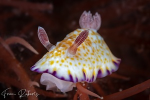Image of Goniobranchus sp. 5