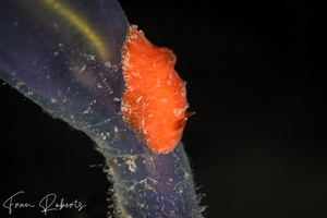 Image of Rostanga arbutus