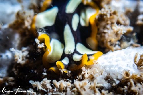 Image of Pseudoceros scintillatus