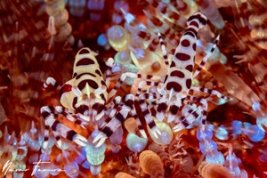 Image of Periclimenes colemani