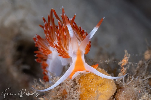 Image of Sakuraeolis nungunoides