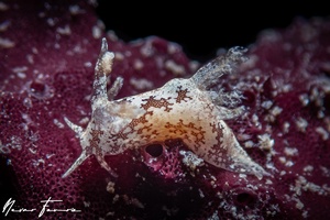 Image of Trapania euryeia