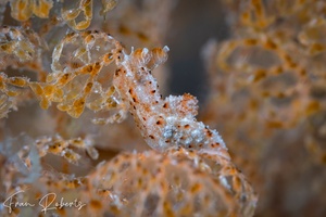 Image of Polycera sp. 4