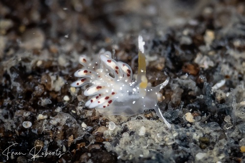 Image of Tenellia sp. 62