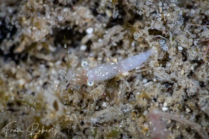 Image of Unidentified Shrimp sp. 6