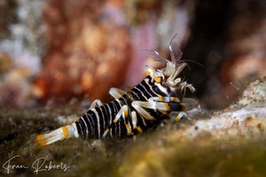 Image of Gnathophyllum americanum