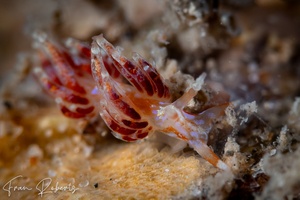 Image of Favorinus sp. 2