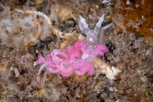 Image of Favorinus japonicus