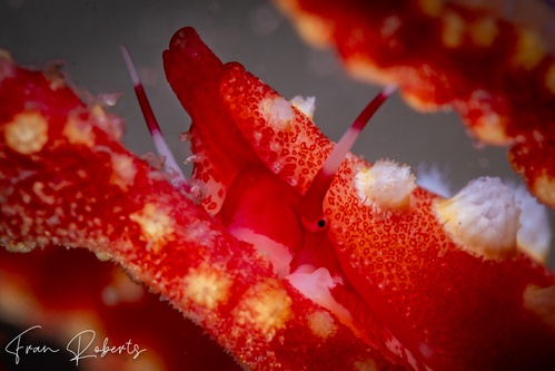 Image of Prosimnia semperi