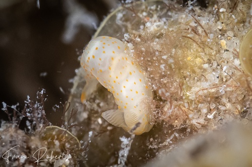 Image of Gymnodoris sp. 22