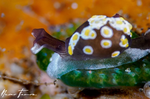 Image of Colpodaspis thompsoni