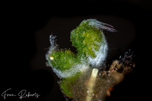 Image of Phycocaris simulans