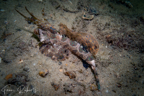 Image of Dactylopus kuiteri