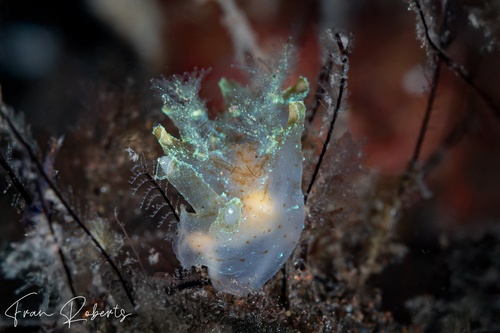 Image of Notobryon wardi