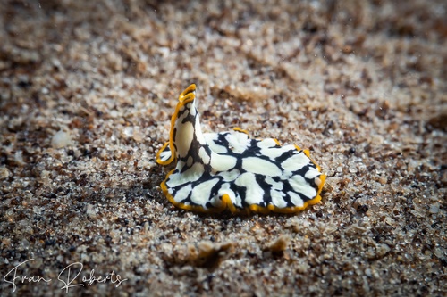 Image of Pseudoceros scintillatus