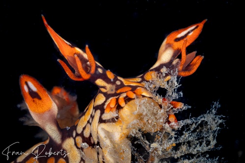 Image of Bornella anguilla