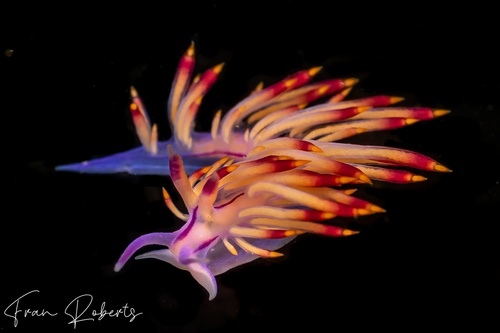 Image of Flabellina aurora