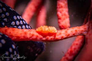 Image of Balssia gasti