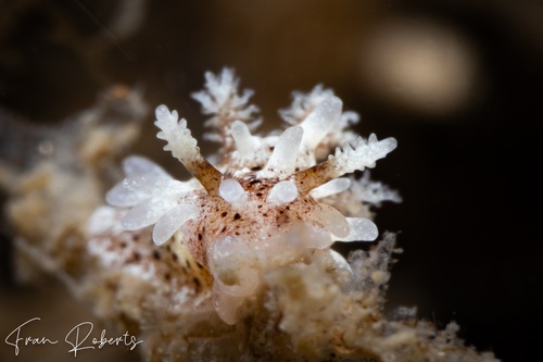 Image of Okenia mija