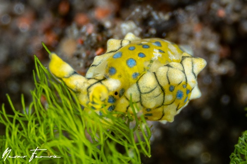 Image of Oxynoe kylei